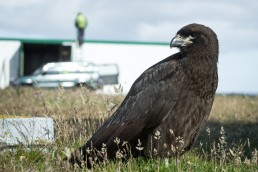Striated Caracara or Johnny Rook in the Falkland Islands