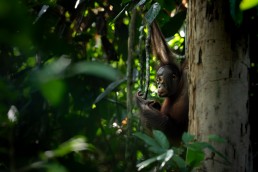 Young orangutan, Sepilok, Borneo