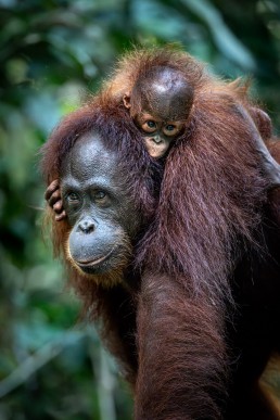 Orangutan mother and infant, Sepilok, Borneo