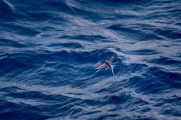 Flying Fish near the Tuamotu Islands, South Pacific