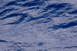 Longfin Garfish near Manihi, Tuamotus