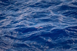 Flying Fish near Manihi, Tuamotus