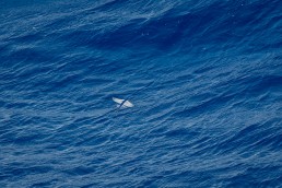 Flying Fish, between Vanuatu and the Solomon Islands