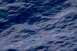 Flying Fish off New Britain, Papua New Guinea