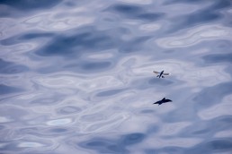 Flying Fish, Pacific Ocean, south of Panama