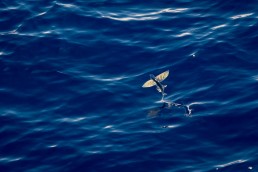 Flying Fish off New Britain, Papua New Guinea