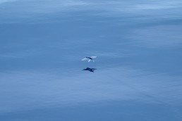 Flying Fish, Sulu Sea