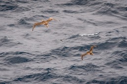 Red-footed boobies hunting Flying Fish off Isla de la Plata, Ecuador
