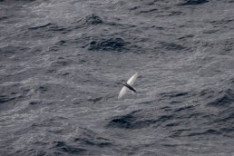 Flying Fish off Alexander Selkirk Island, South Pacific