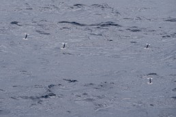 Flying Squid, between Alexander Selkirk Island and Isla Salas y Gomez