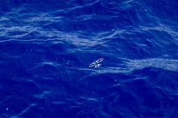 Flying Fish between Easter Island and Pitcairn, South Pacific