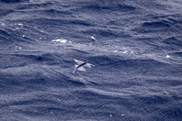 Flying Fish off Ducie Island, South Pacific